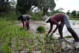 Photo: CIAT