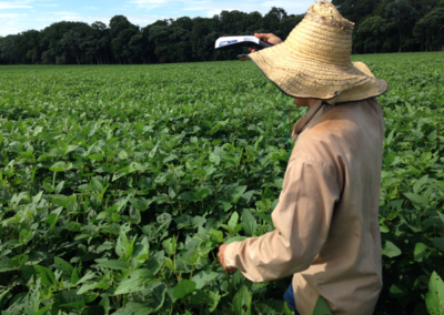 usando_greenseeker