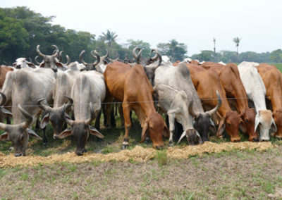 vaca