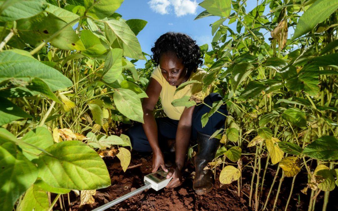 Not so dirt-cheap: how soils could save the day at climate talks