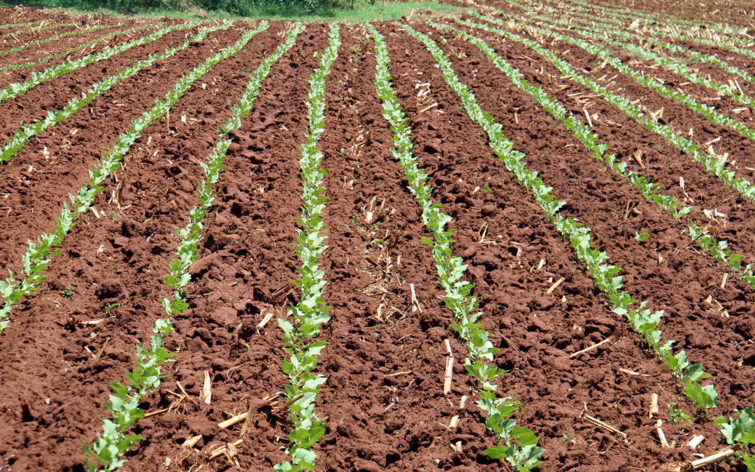 Giving soils a voice