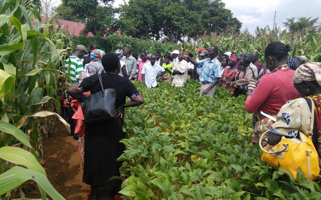 Seeing is believing: the impact of soil management