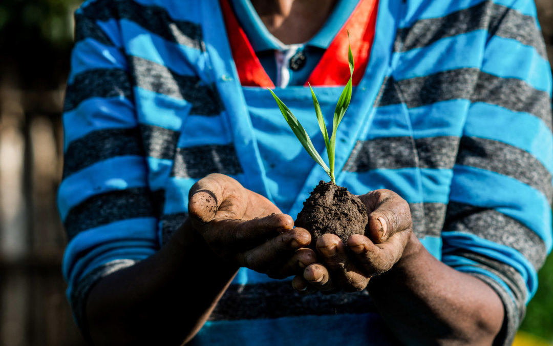 Africa RISING: Finding solutions to tackle drought