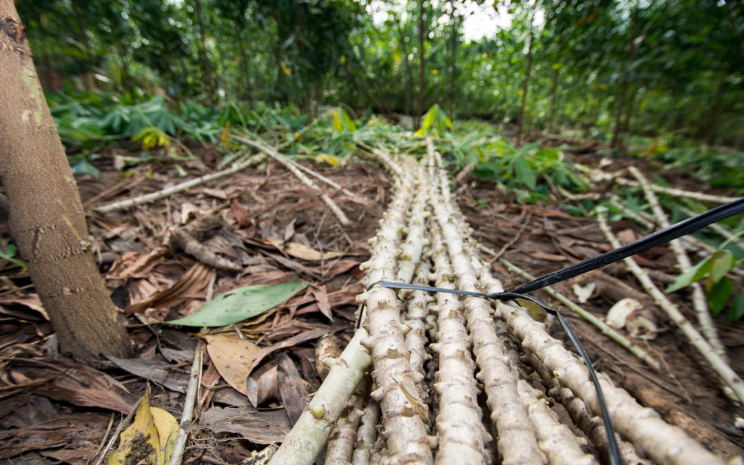 Kick-starting food resilience in Philippines