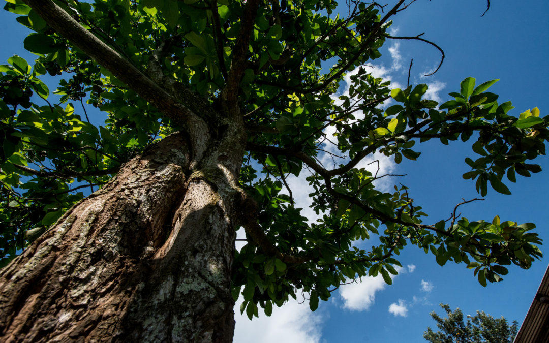 Trees on agricultural land sink four times more carbon