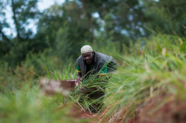 An unlikely weapon against poverty and drought