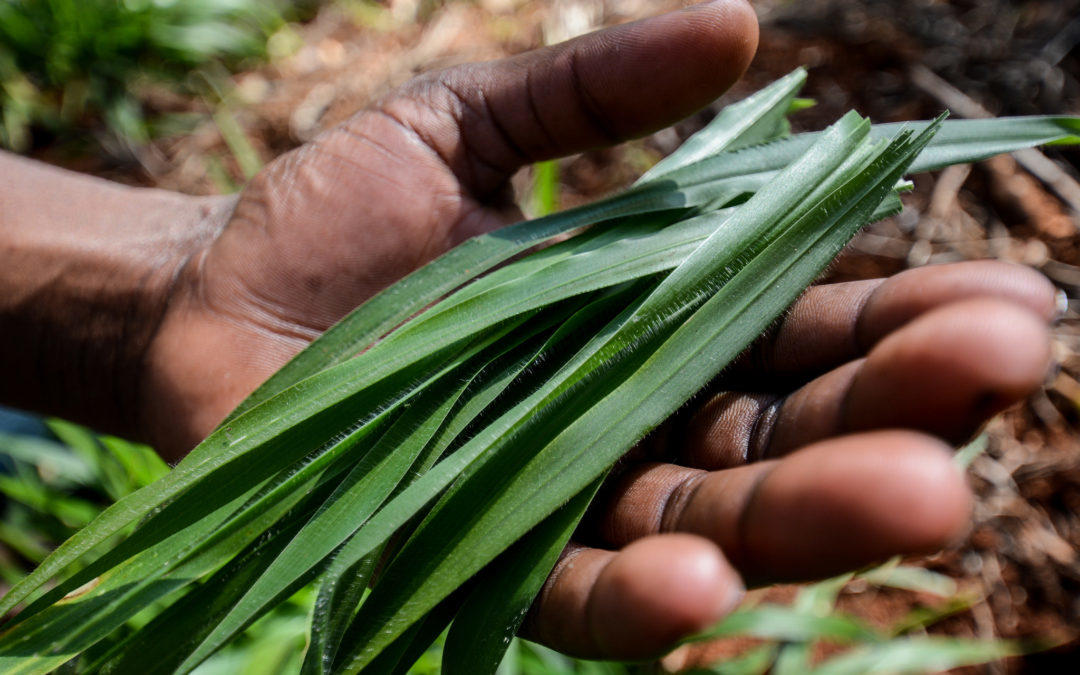 Four unexplored big wins in agriculture: tackling climate change through landscape restoration