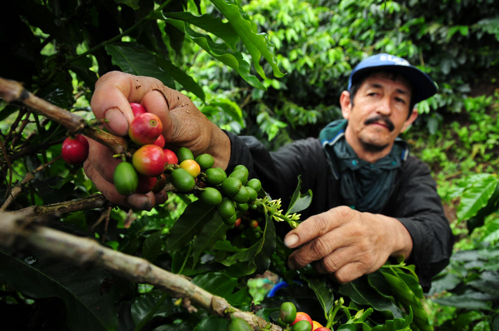 Coffee, climate change and what it means for bees