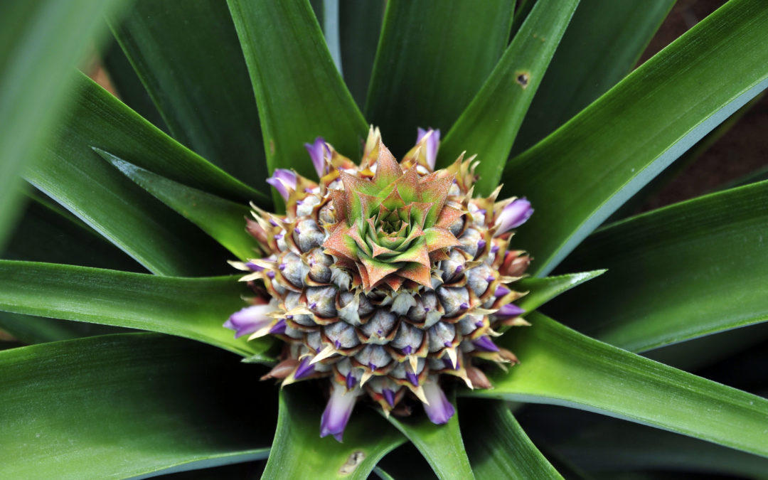 Piña que madura en el Valle