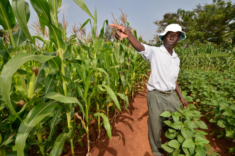 Conservation agriculture meets relay cropping