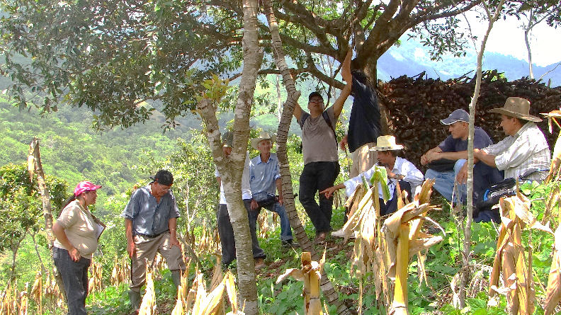 El CIAT y socios del proyecto ABES presentan logros tras cuatro años de trabajo