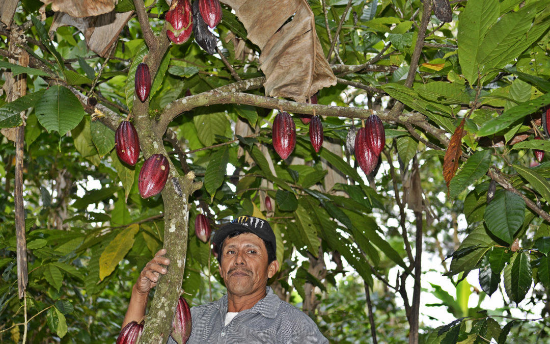 Simple steps to climate-proof farms have big potential upside for tropical farmers
