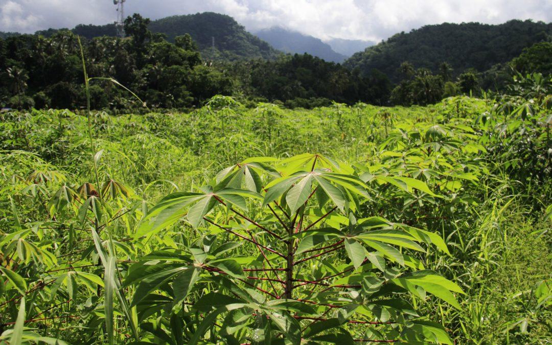 Strength in diversity: How cassava intercropping benefits the crops, the farmer, and the environment