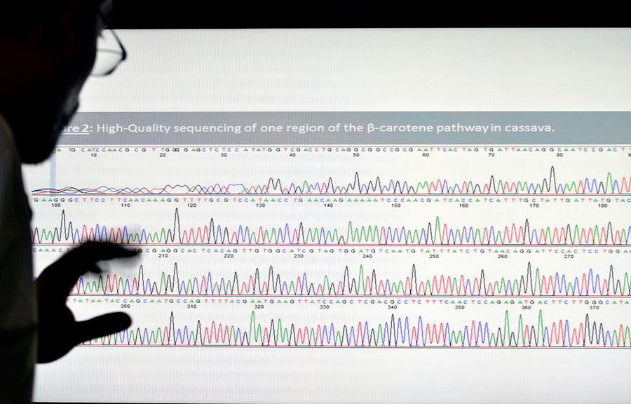 The Cassava Genome Hub: Terabytes of tuberous tropical root research set to revolutionize big data for agriculture