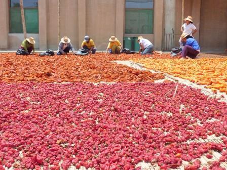 Reaching Across the Metaphorical Divide: Understanding Sustainable Diets and Food Systems