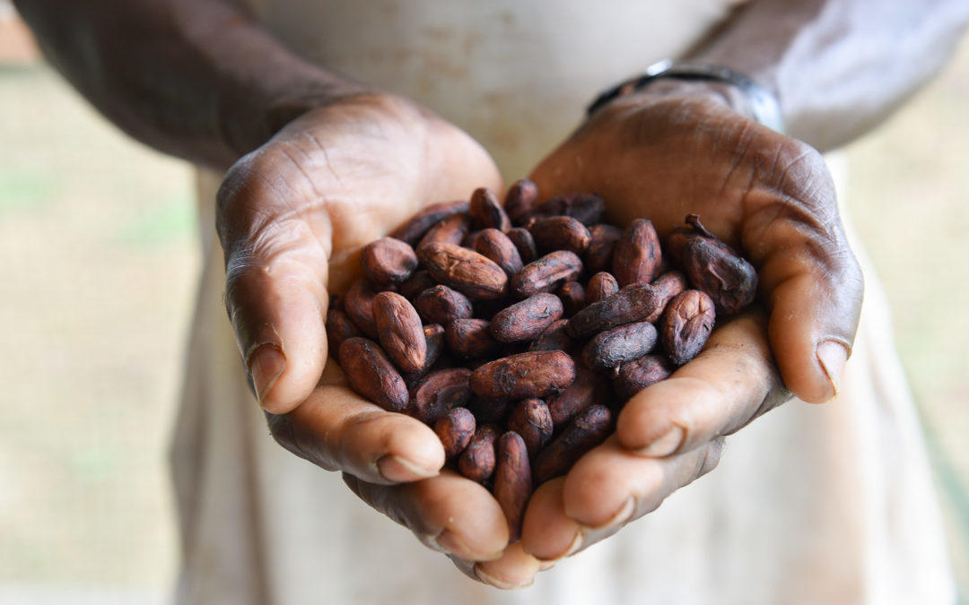 Opinion: Yes, we can still have chocolate in 2050 | Medium