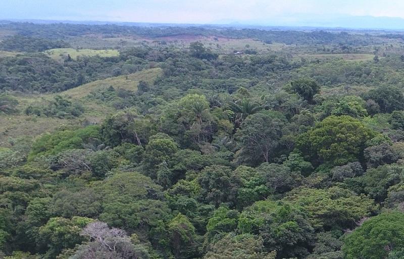 Scaling out sustainable livestock production alternatives: financing schemes in the Colombian Amazon