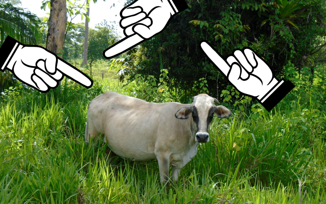¡La culpa no es de la vaca!