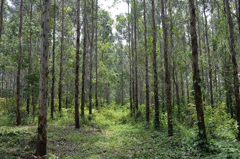 El CIAT: nuevo miembro del Directorio de la Red Iberoamericana de Bosques Modelos