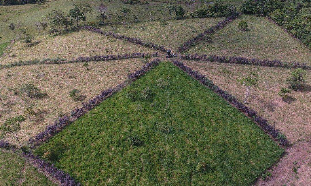Sistemas agrosilvopastoriles, una alternativa para la intensificación ecológica y la sostenibilidad de la ganadería en Caquetá