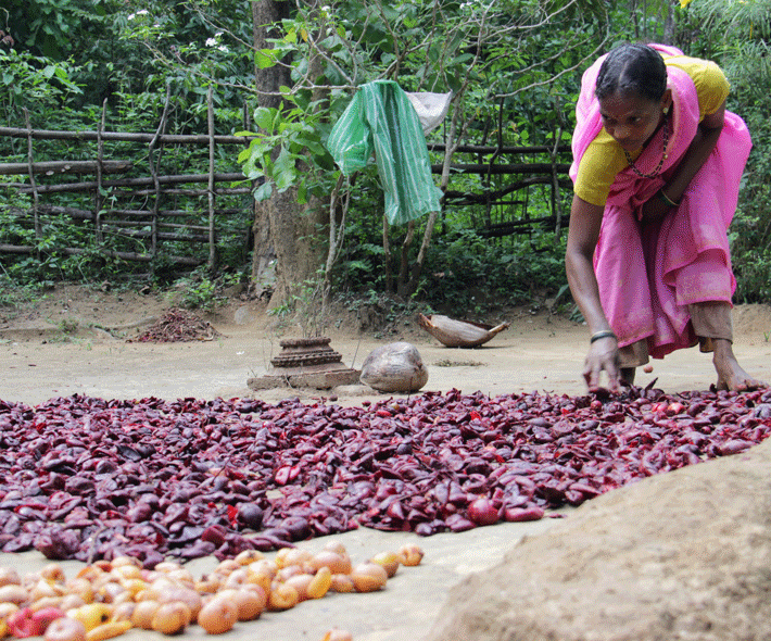Sustainably managing non-timber products to improve livelihoods, equity and forests