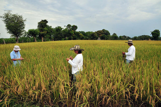 Agro-climatic forecasts to the rescue…