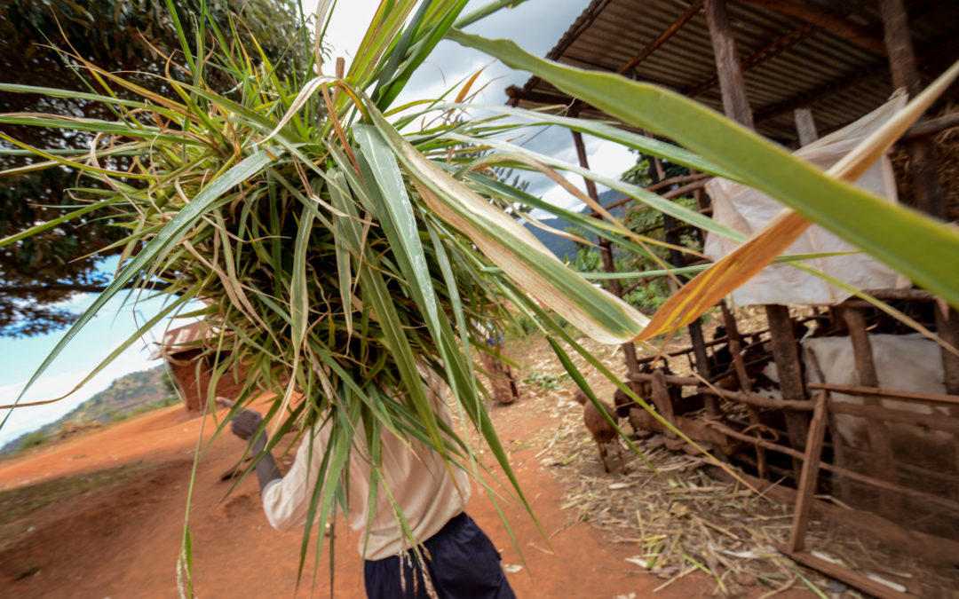Kenya's drought masks a deeper problem with livestock feed