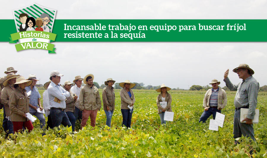 Incansable trabajo en equipo para buscar fríjol resistente a la sequía