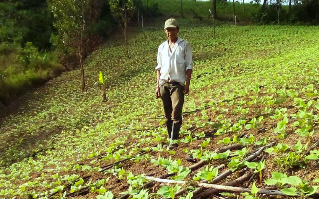 CIAT y HarvestPlus llevan frijol con alto contenido de hierro por primera vez a Waslala, Nicaragua