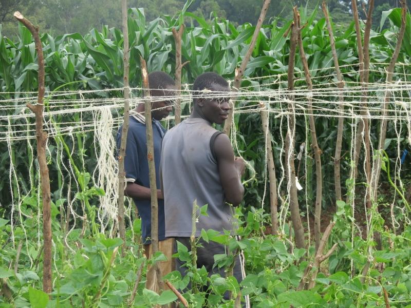 Scaling success: leading change with the Syngenta Foundation
