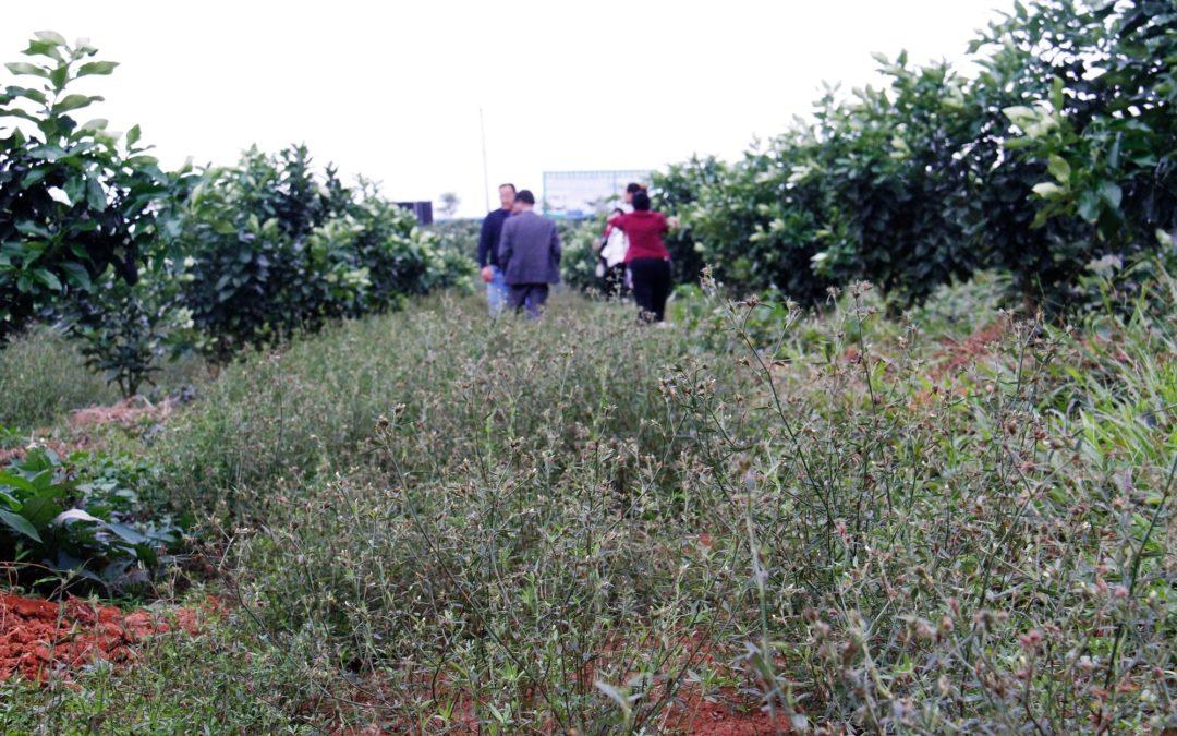 Helping build sustainably productive farming systems through the work of the Asian Cassava Breeders, and Forage Legumes, Networks