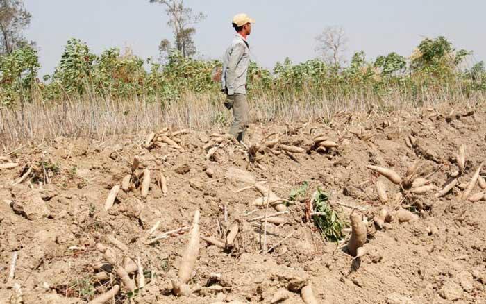 GCP21 calls for regional approach to stem the outbreak of cassava mosaic disease in Southeast Asia