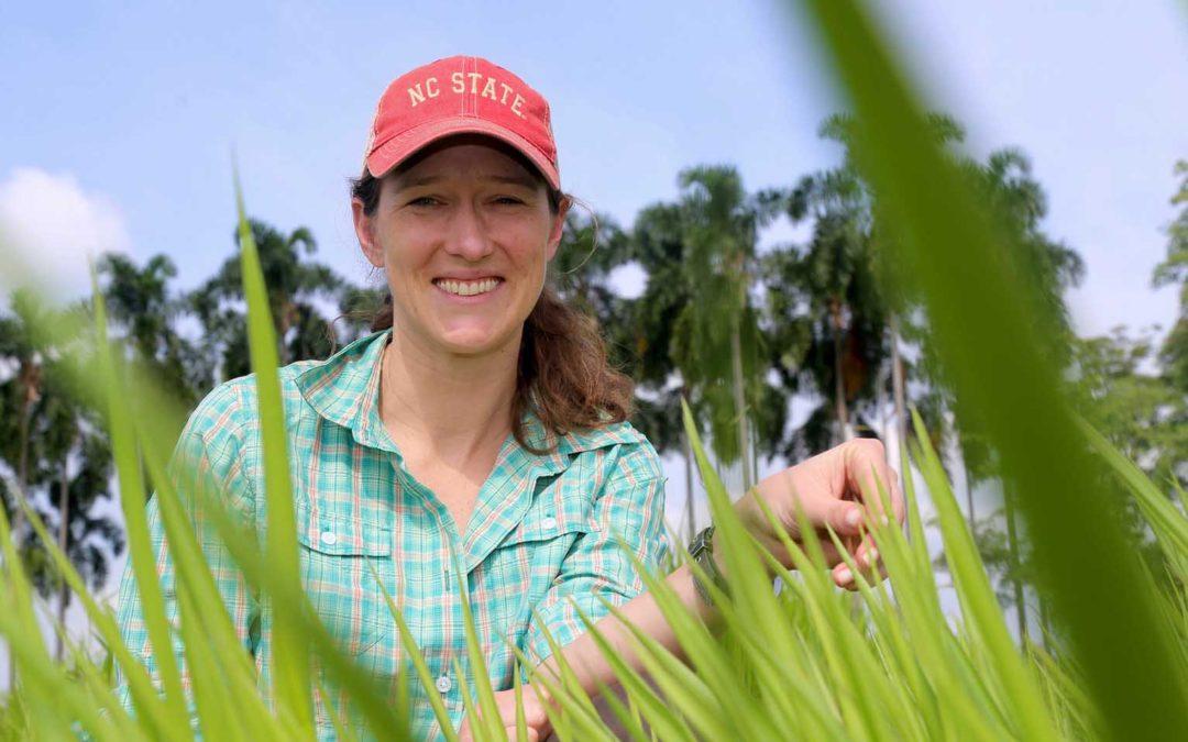 Brachiaria breakthrough: scientists home-in on apomixis