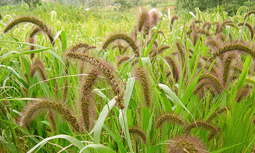 BBC Radio 4 highlights why crop diversity matters for feeding India
