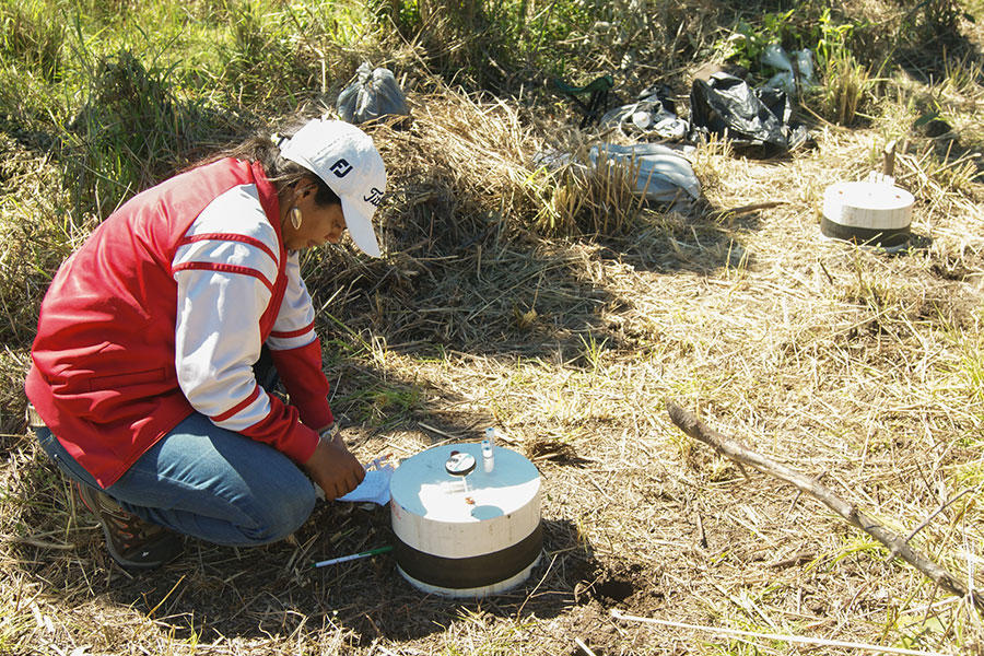 Cattle urine’s planet-warming power can be curtailed with land restoration