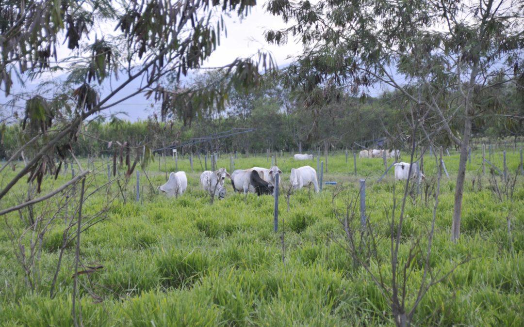 Using genome diversity for the environment, livelihoods and tropical grasslands