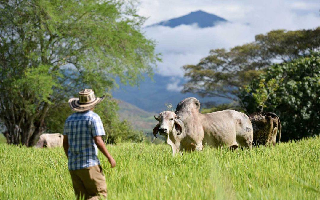 What's your beef? Why it might be time to give livestock a break