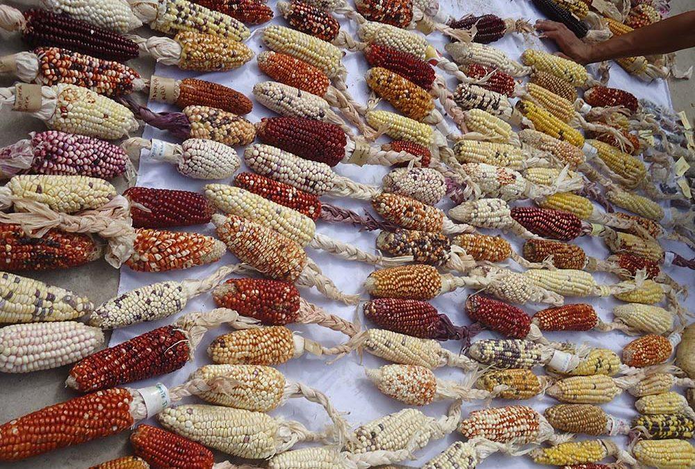 Expanding the horizons of biodiversity for sustainable food futures