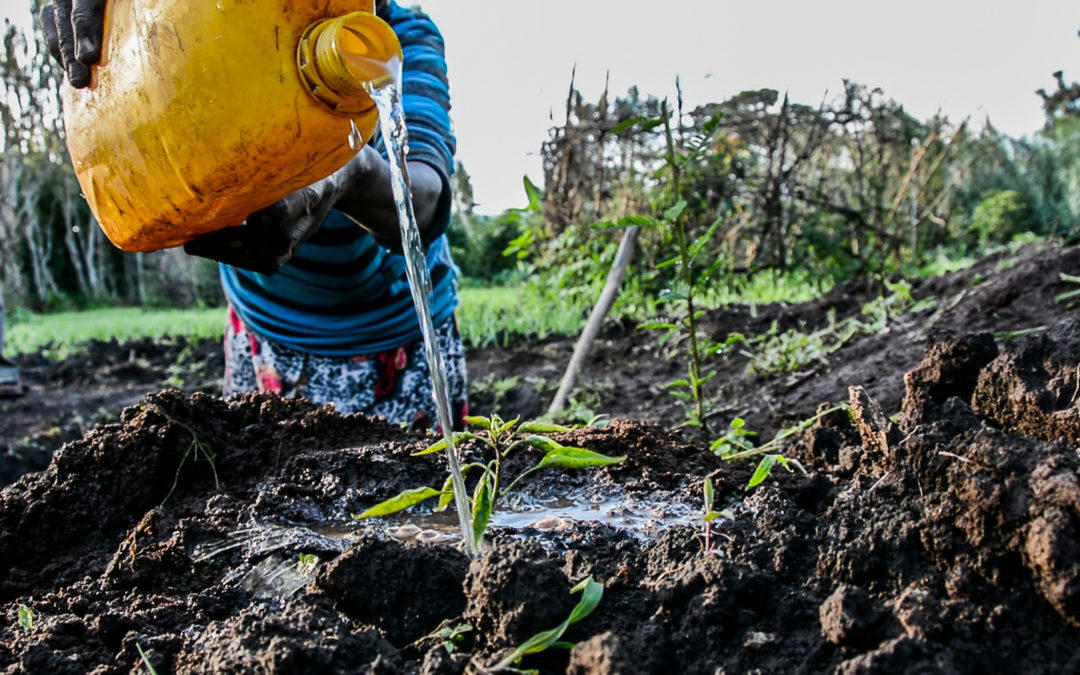 Less talk more action, special issue: it's time to save our soils