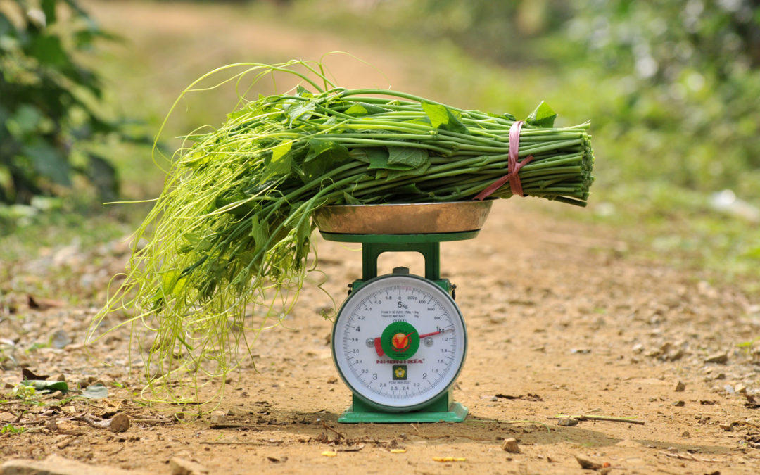 Vietnam can reduce emissions and save $2.3 billion with changes in agriculture and land use