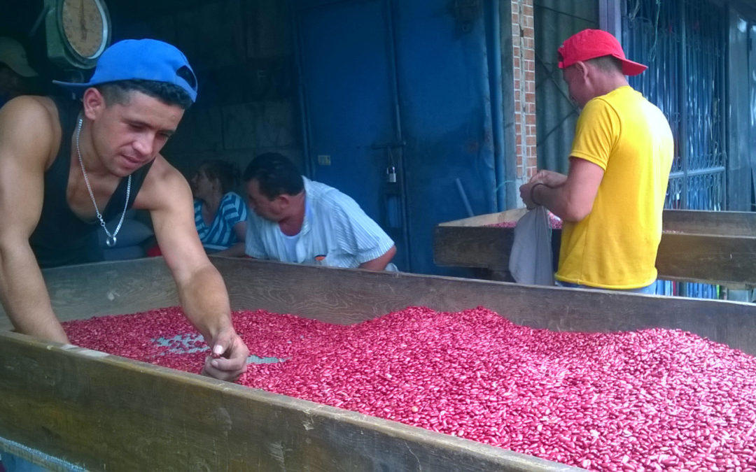 Frijol alto en hierro para enfrentar el hambre oculta en Centroamérica