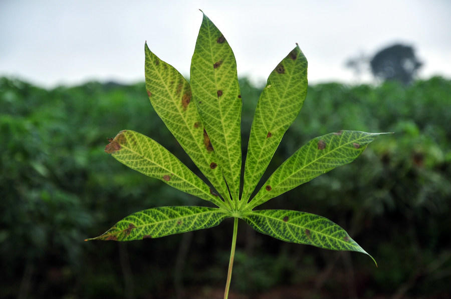 In Bellagio, experts devise a global system to stop crop diseases in their tracks