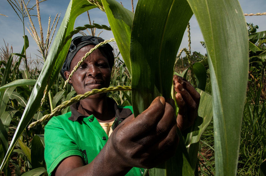 New study: Up to 7 billion tonnes of Carbon Dioxide can be removed from the atmosphere each year through better soil management on farm land