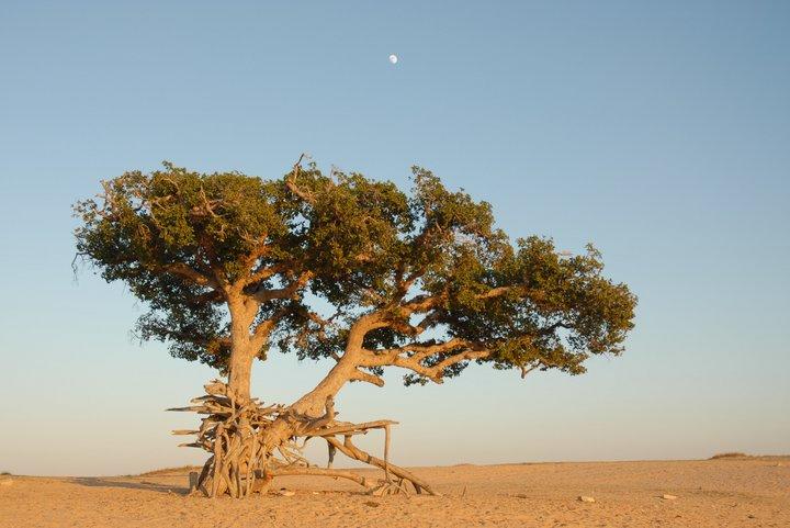 Assessing the importance of agricultural and tree biodiversity in dryland production systems