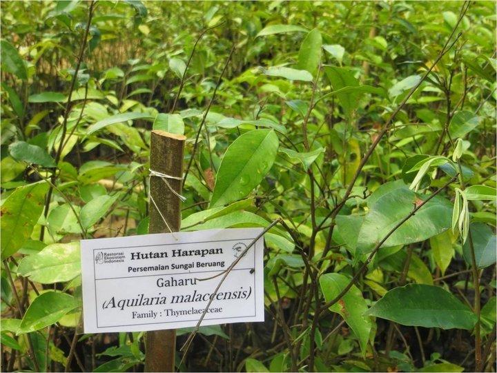 Forest restoration needs to become climate-smart