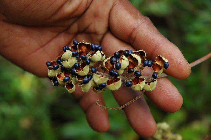 Mutually implementing the Nagoya Protocol and the Plant Treaty in Madagascar