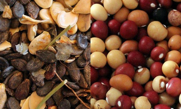 A Seed Resource Box to help farmers adapt to climate change