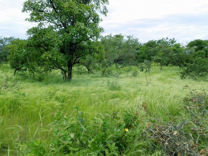 A threat-mapping approach to guide conservation of food tree species in Burkina Faso