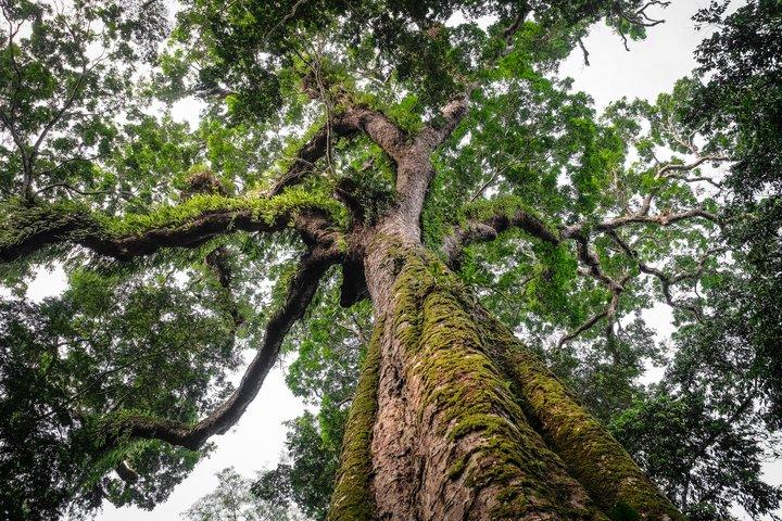 Bioversity International joins the Congo Basin Institute