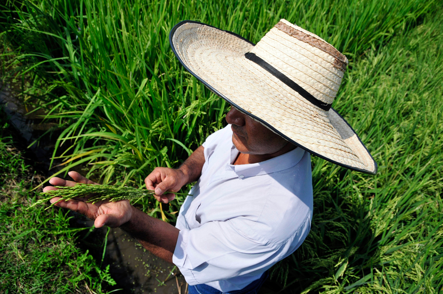 Arroceros colombianos aprovechan el Big Data para enfrentar la variabilidad climática